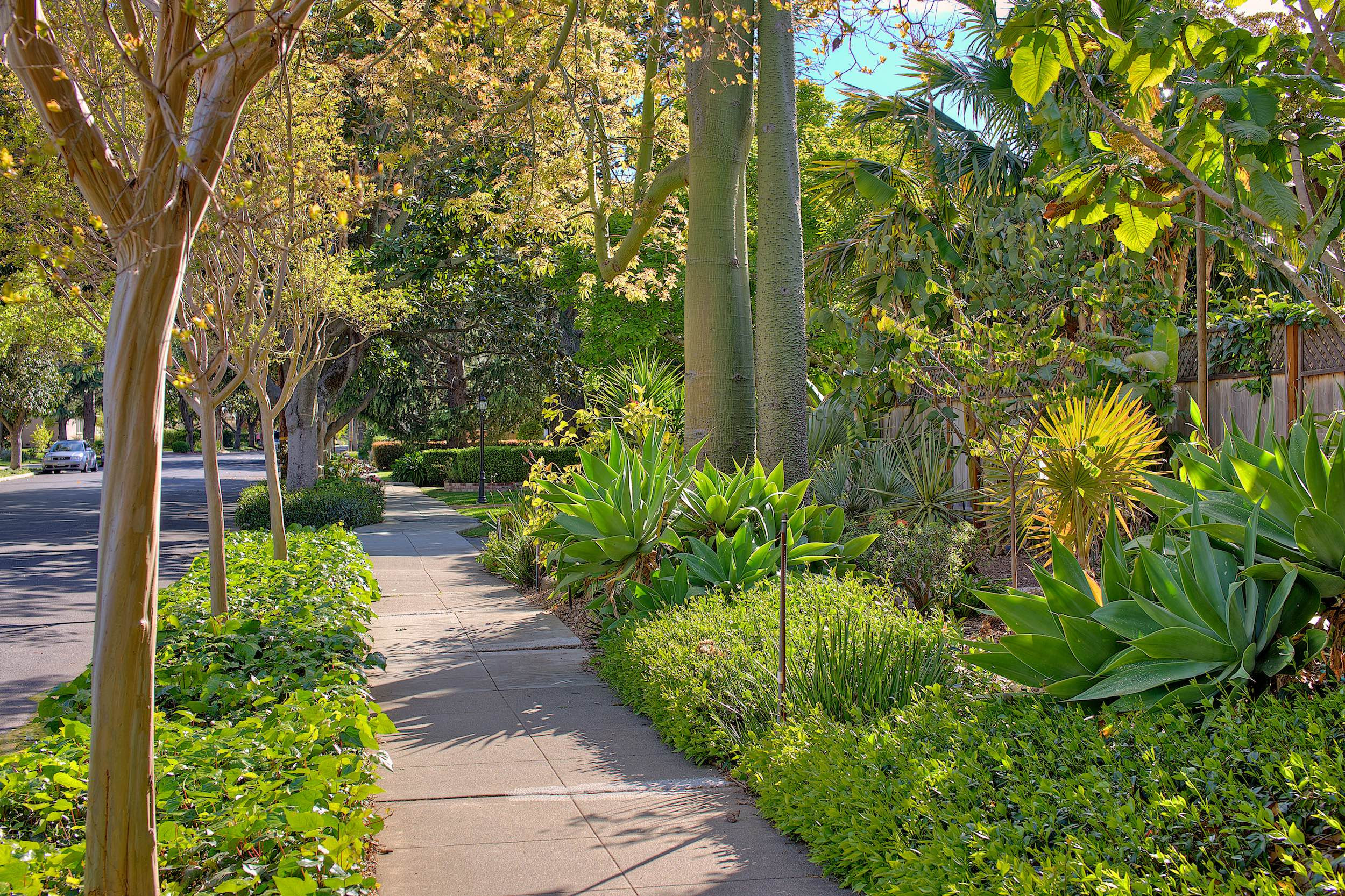 sidewalk in Redwood city with plants and trees